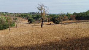 Fotografia 1 de Terreno rustico vista mar Alcaria Cova Estoi