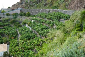 Fotografia 1 de Terreno para construção a 200 metros do mar na Calheta