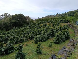 Fotografia 1 de Terreno com viabilidade de construção na Urzelina