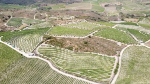 Fotografia 1 de Quinta Agrícola em Cedovim – Vila Nova de Foz Côa