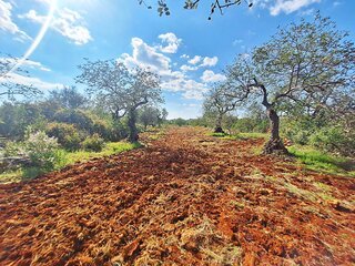 Fotografia 1 de Terreno Rustico em Loulé próximo da Fábrica da Cimpor