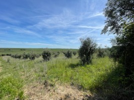 Fotografia 1 de Terreno perto da Vila de Avis