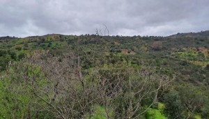 Fotografia 1 de Terreno Rustico 5500 m2