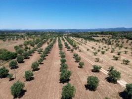 Fotografia 1 de Quinta rural com olival, com uma área de 42,480m2 Vaqueiros, Santarém