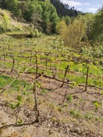 Fotografia 1 de Terreno Rústico destinado ao cultivo de Kiwi