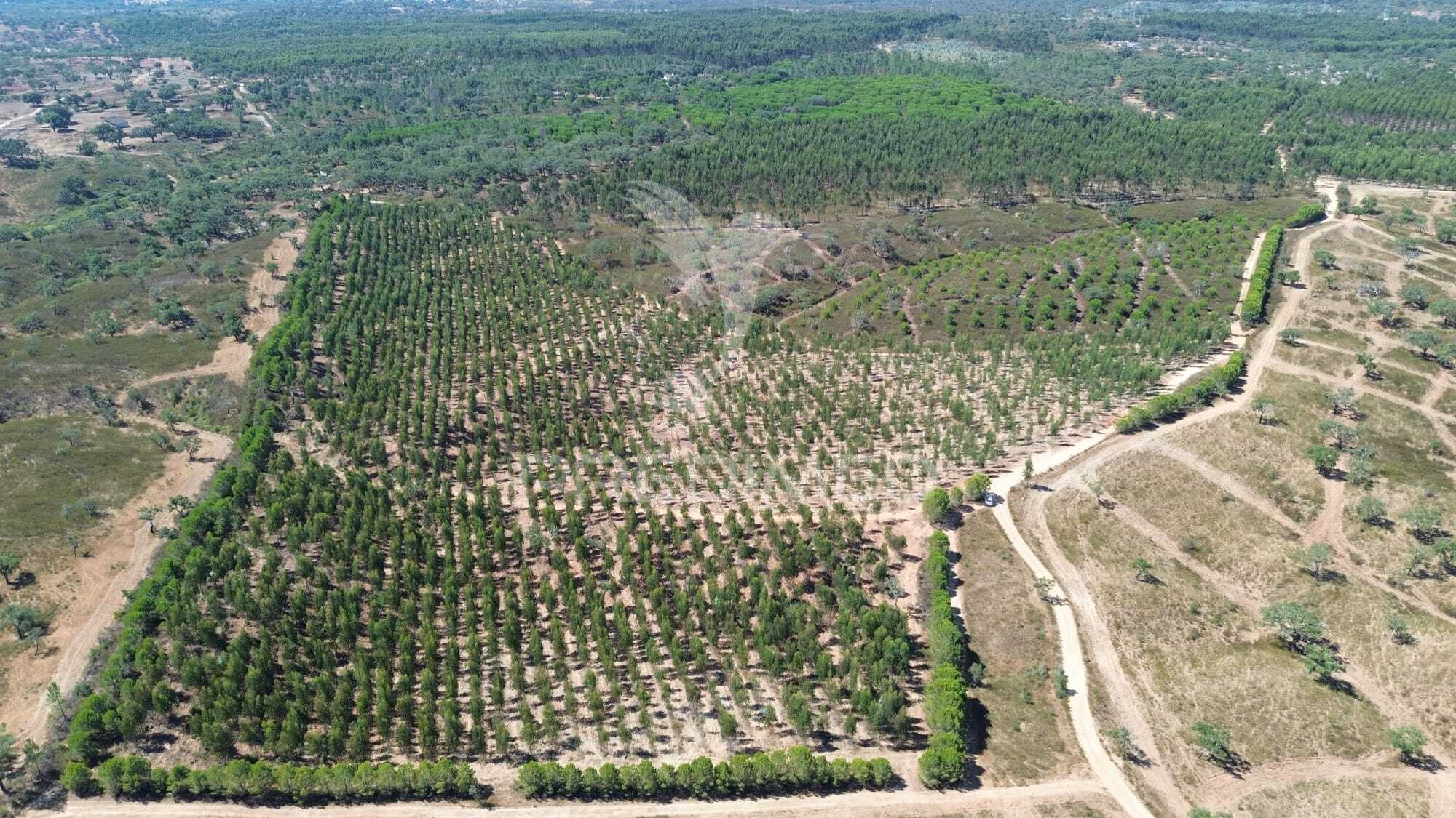 Herdade