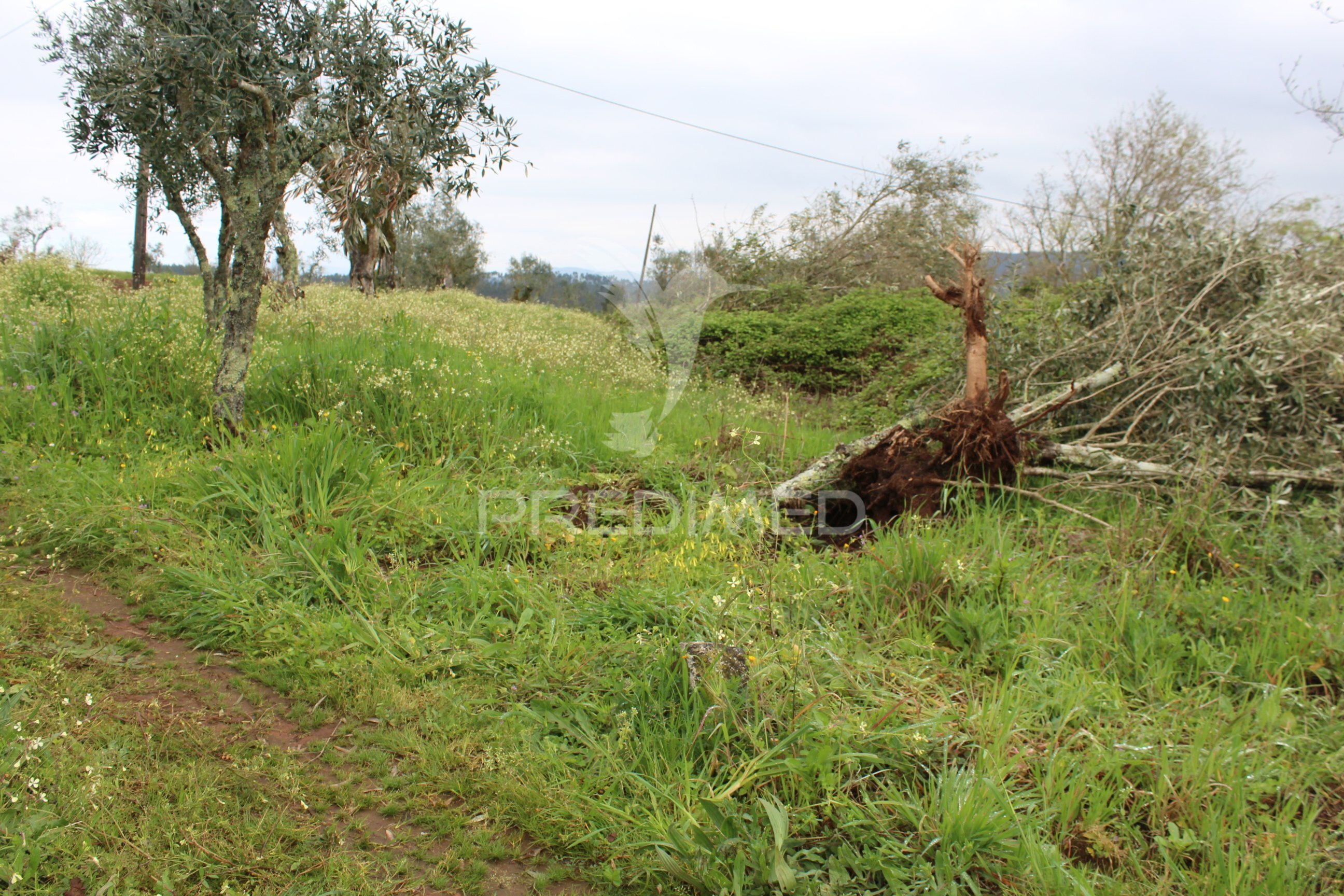Terreno
