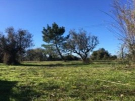Fotografia 1 de Terreno rústico com 11.450 m² em Cantanhede – Potencial para 9 moradias