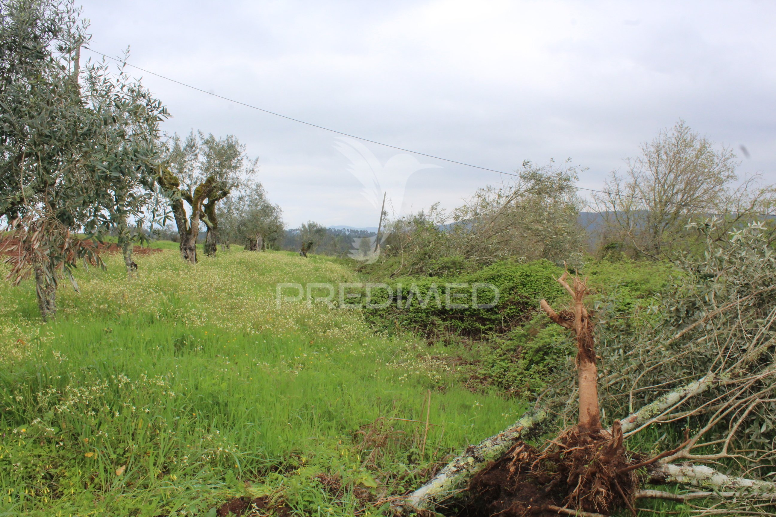 Terreno Misto