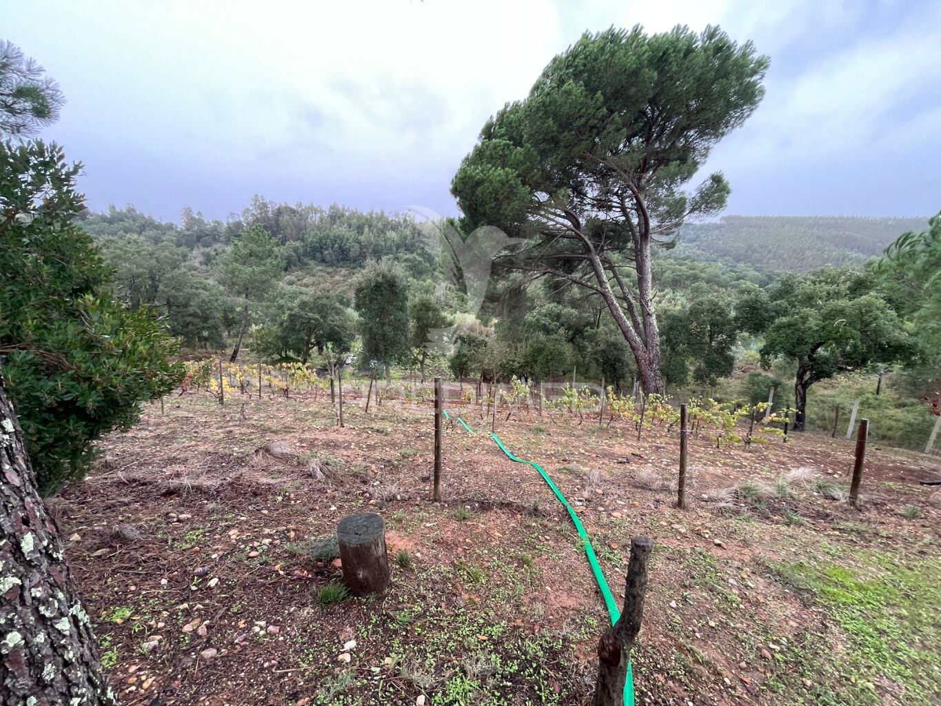Quinta Rural