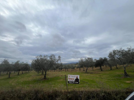Fotografia 1 de Terreno em Morais com olival e terreno para cultivo
