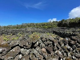 Fotografia 1 de Terreno à venda em Candelária, Madalena do Pico