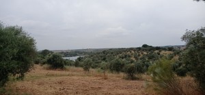 Fotografia 1 de Terreno rústico com viabilidade de construção, Avis