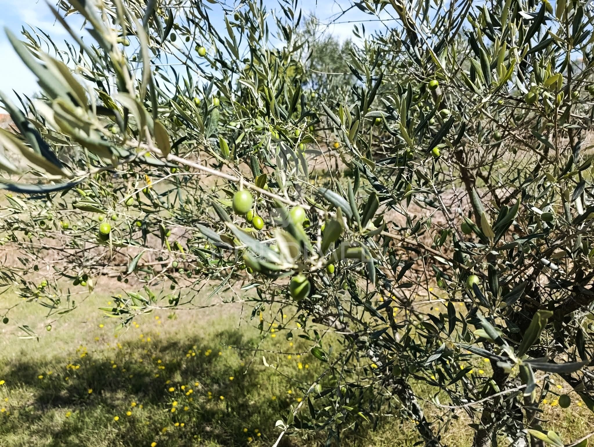 Terreno