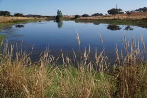 Fotografia 1 de HERDADE NO ALENTEJO